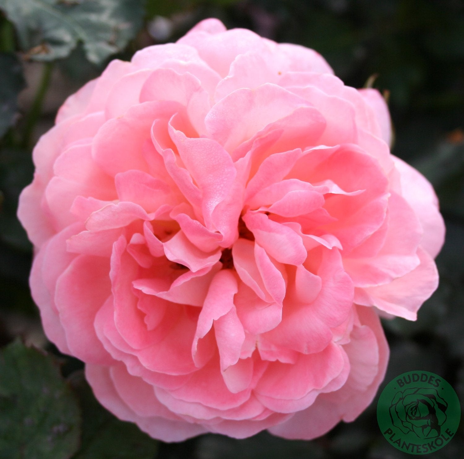 Rosa Sissel Renaissance