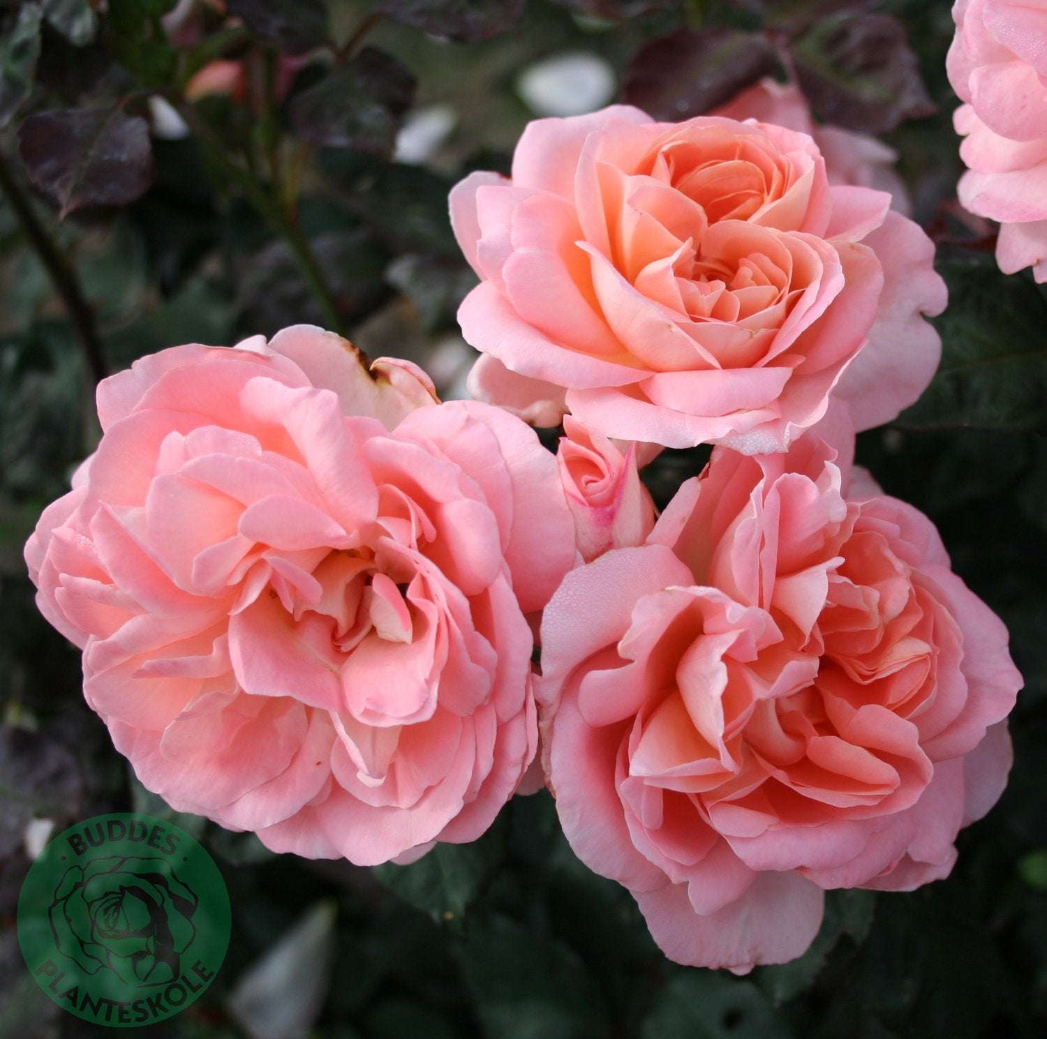Rosa Sissel Renaissance