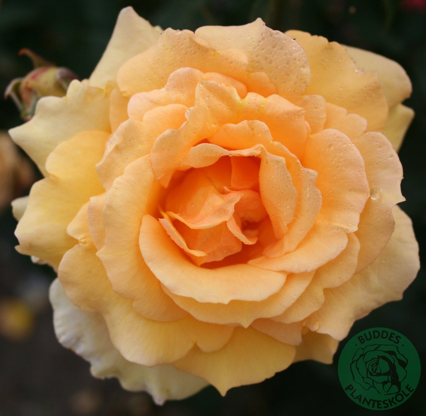 Rosa Sophia Renaissance