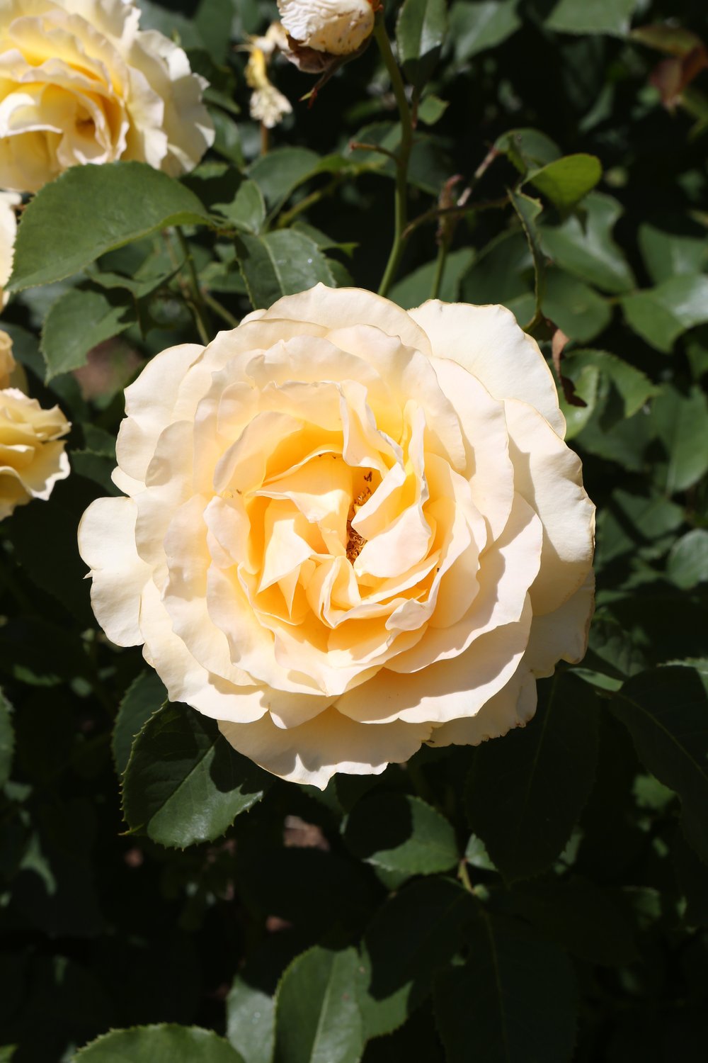 Rosa Sophia Renaissance