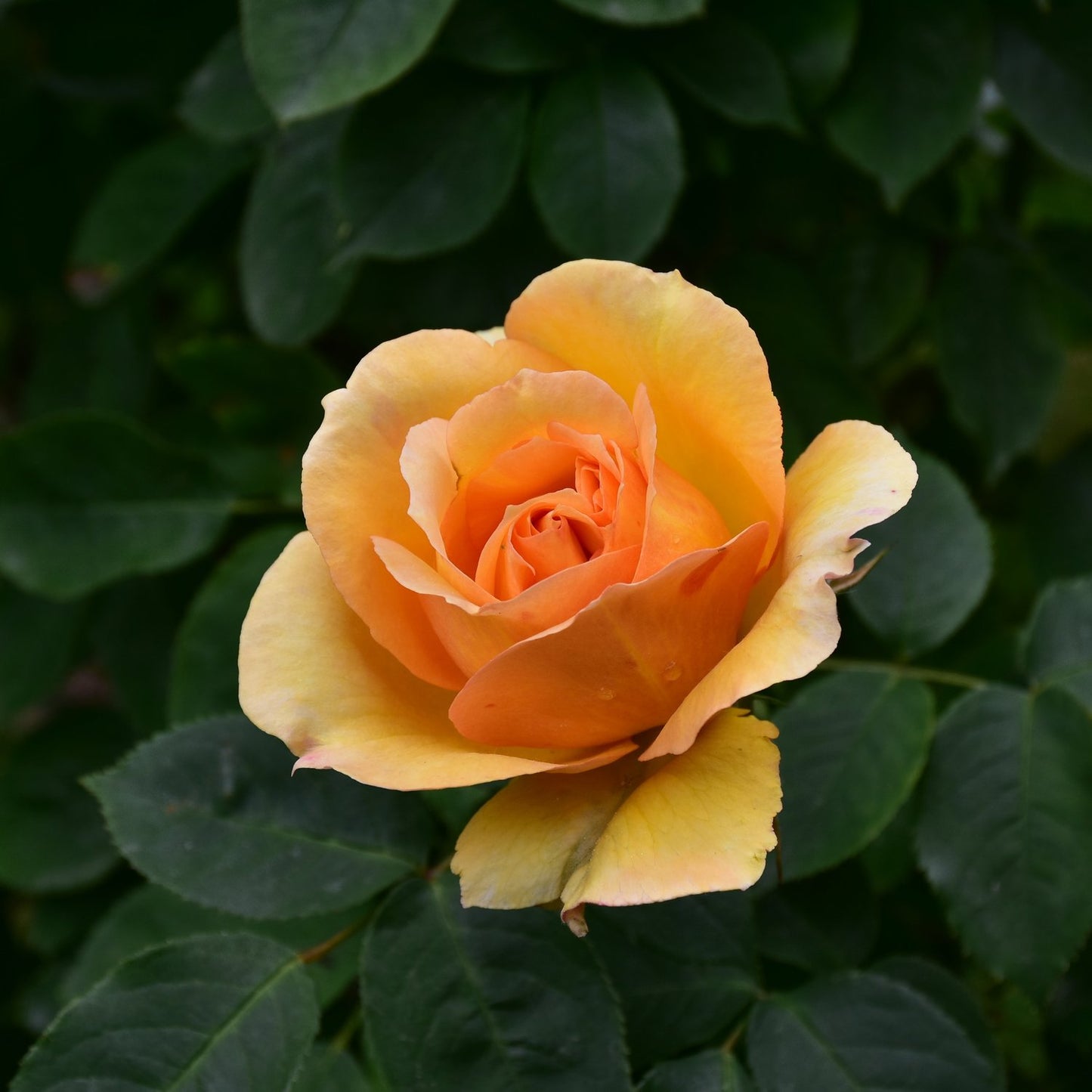 Rosa Sophia Renaissance