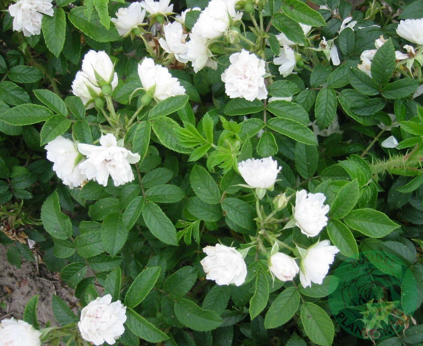 Rosa 'White Grootendorst'