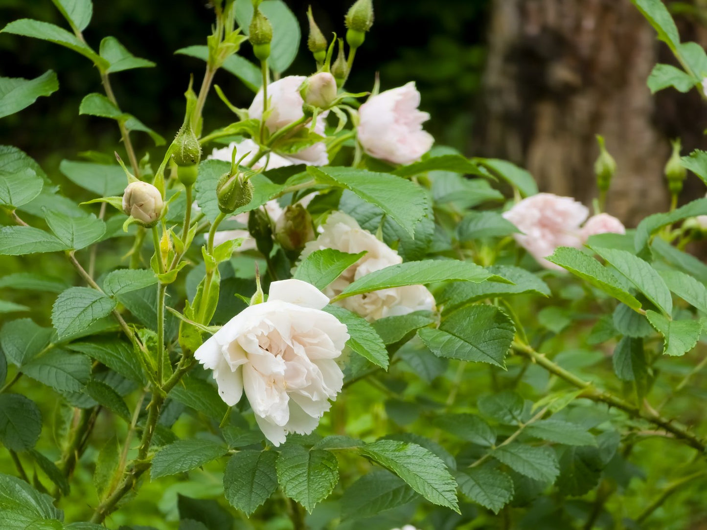 Rosa 'White Grootendorst'