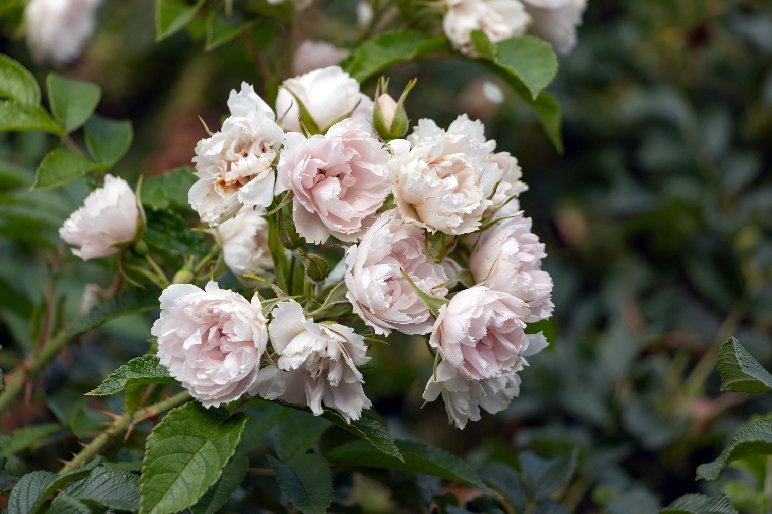 Rosa 'White Grootendorst'