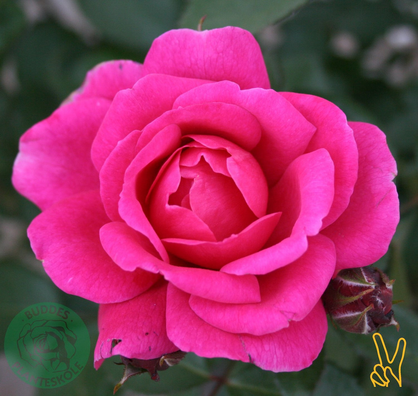 Rosa 'Kim Wall'