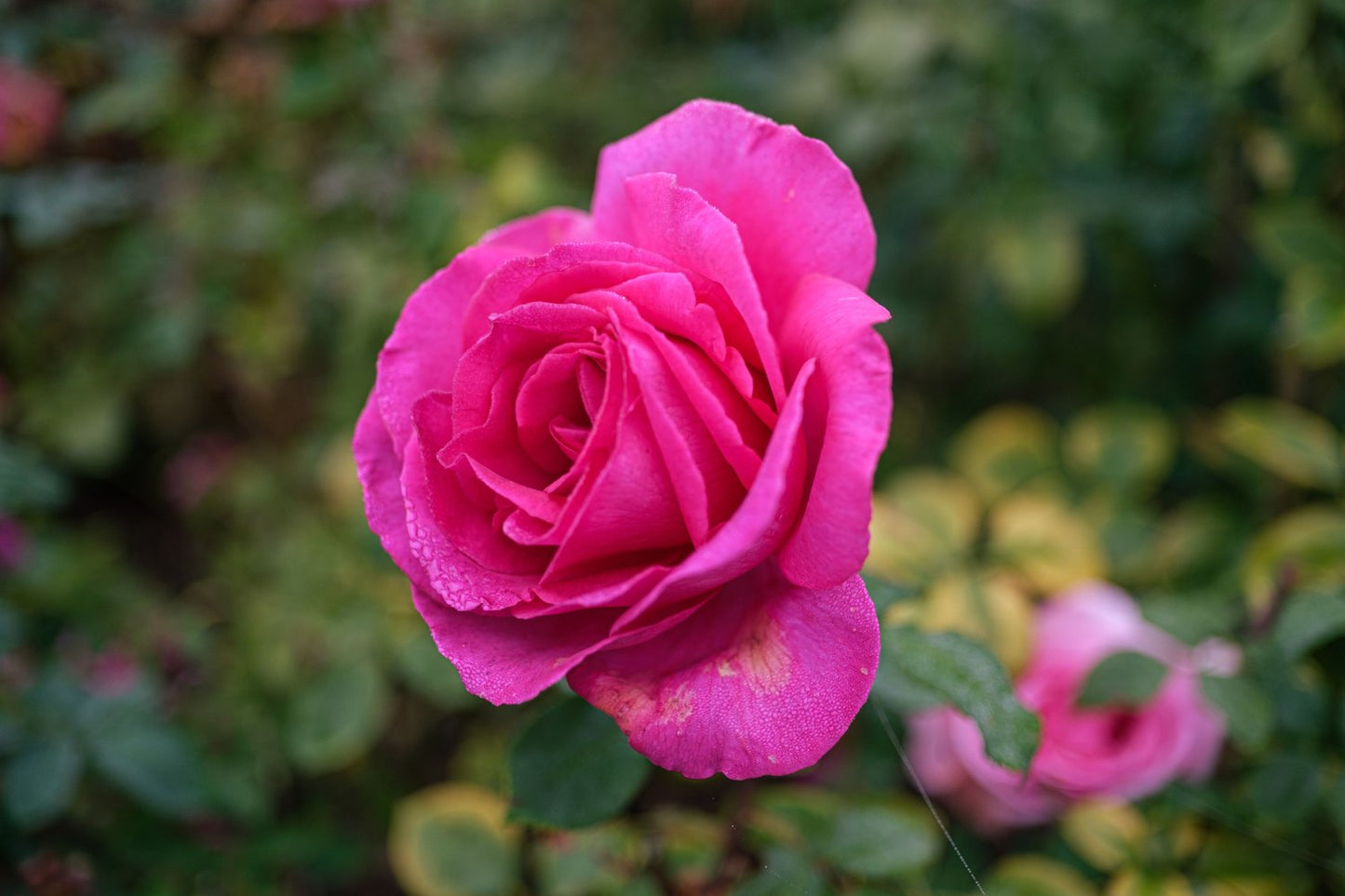 Rosa 'Kim Wall'