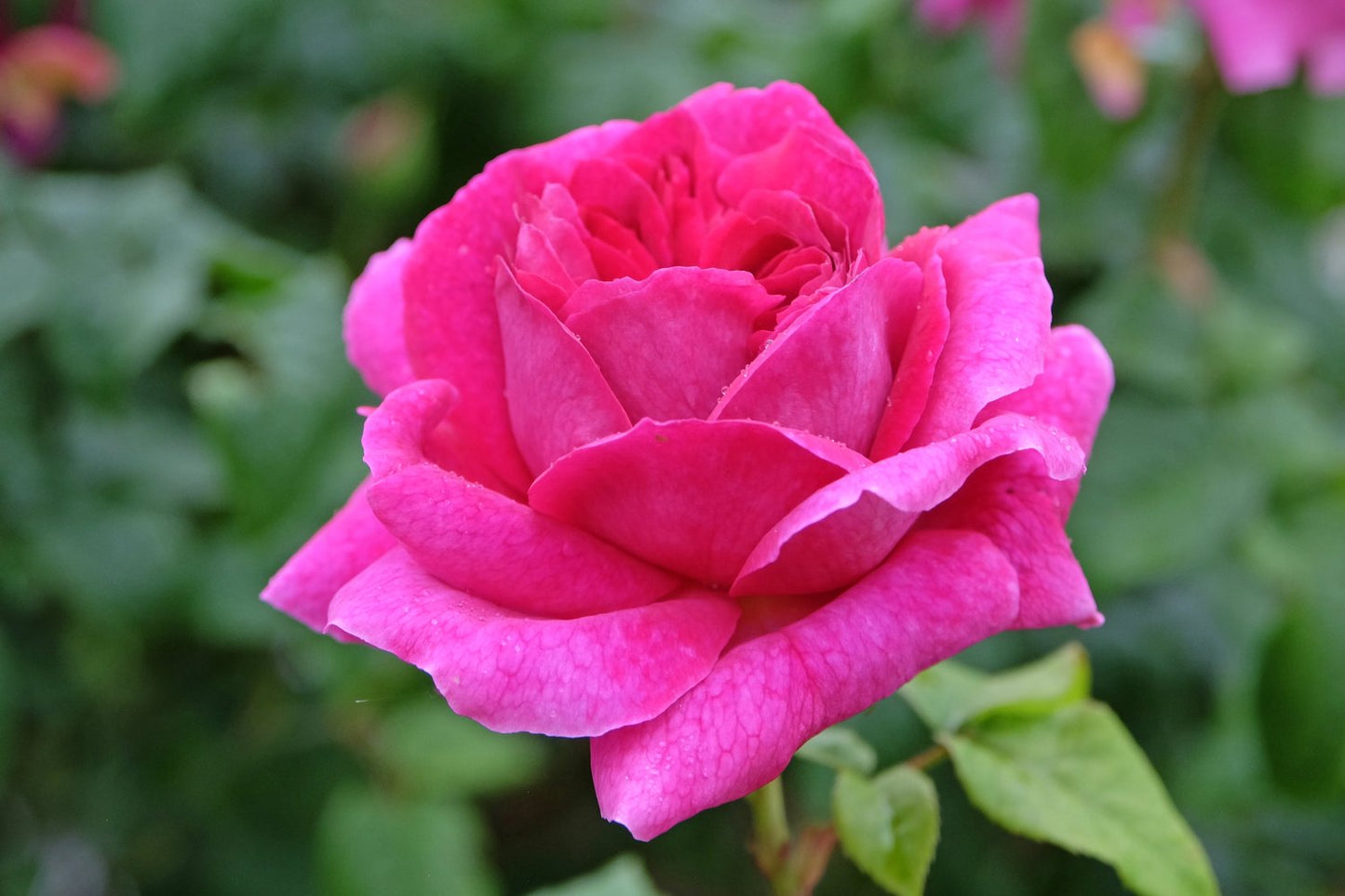 Rosa 'Kim Wall'