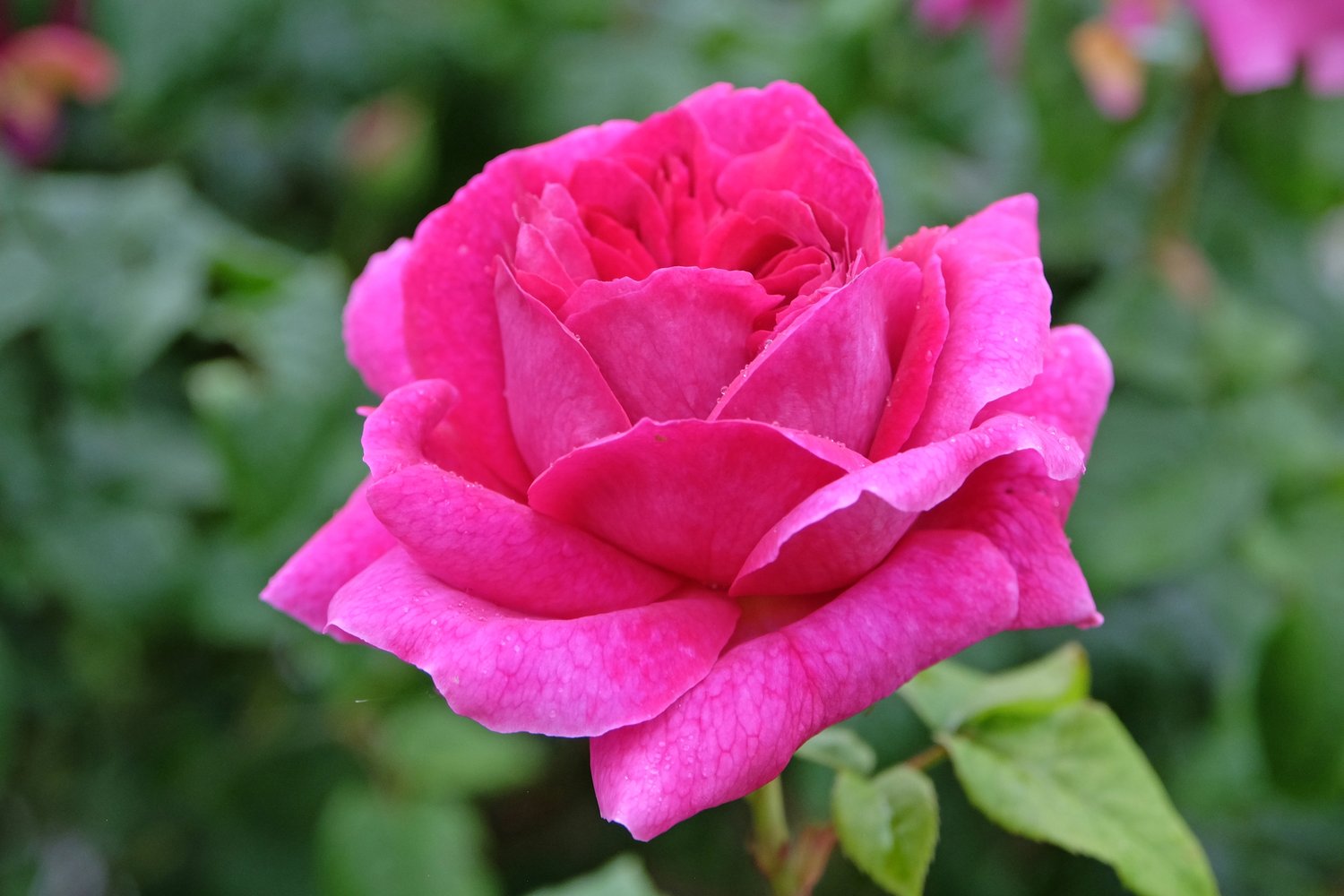 Rosa 'Kim Wall'
