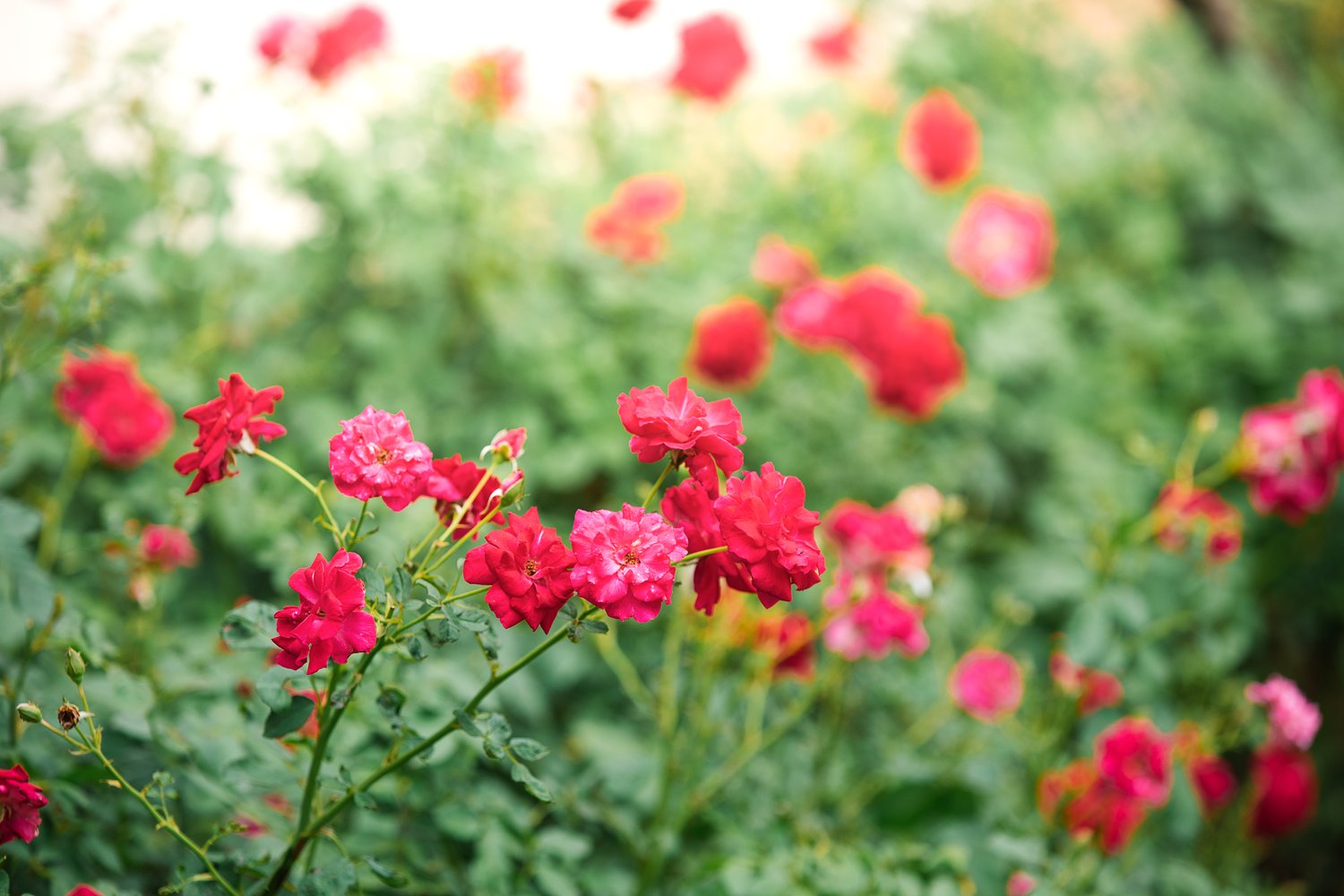 Rosa 'Red Fairy'