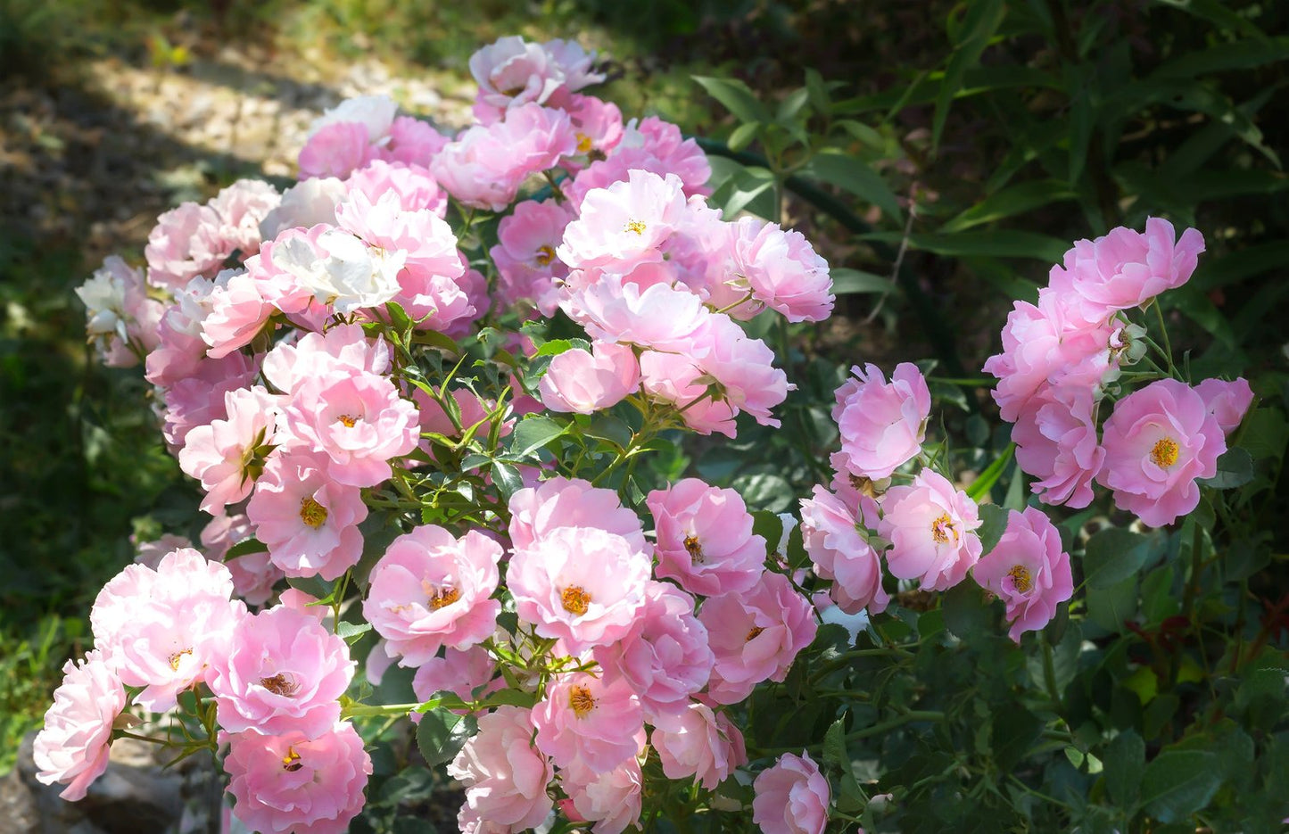 Rosa Sommerwind