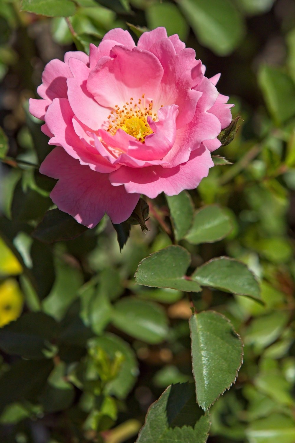 Rosa Sommerwind