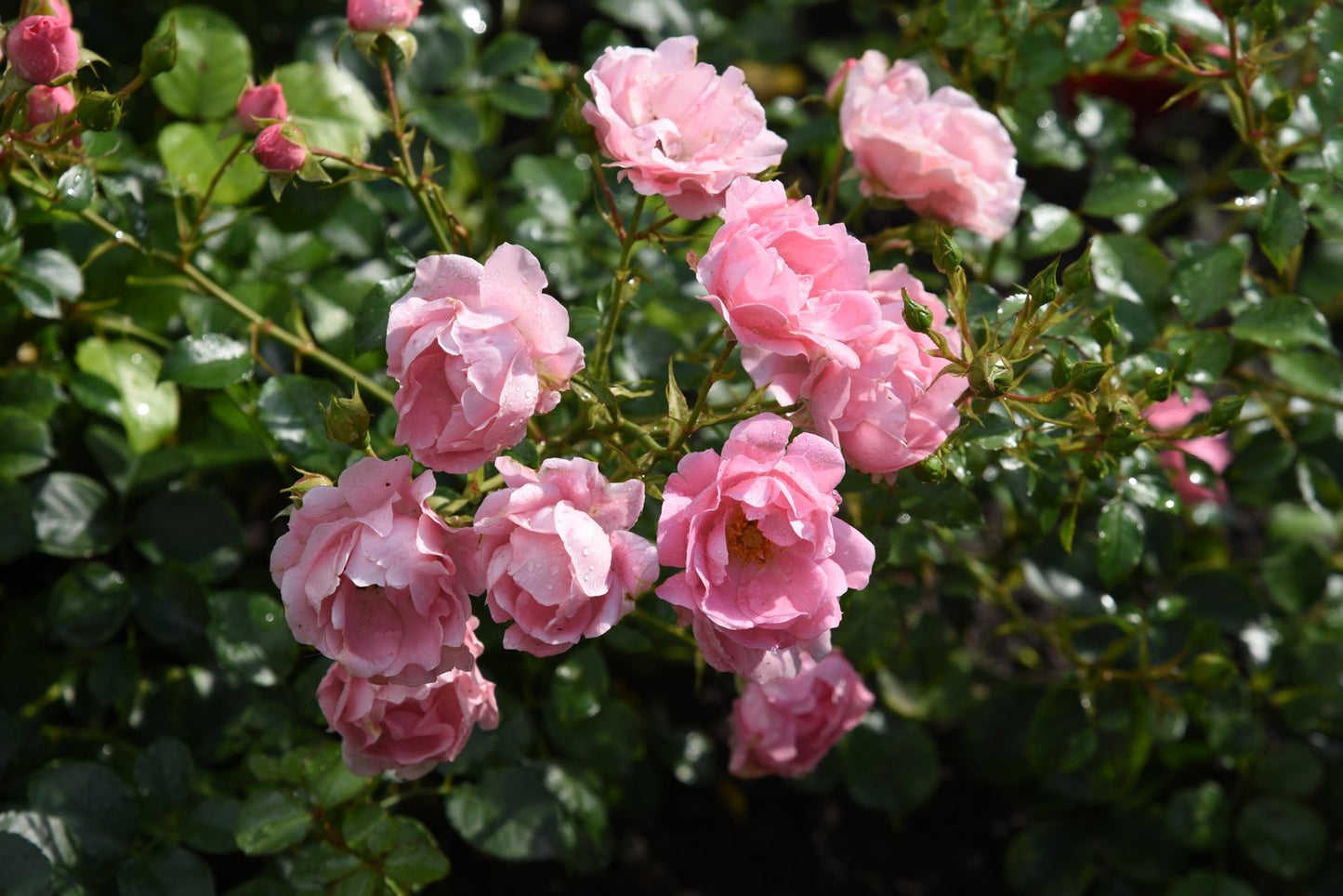 Rosa Sommerwind
