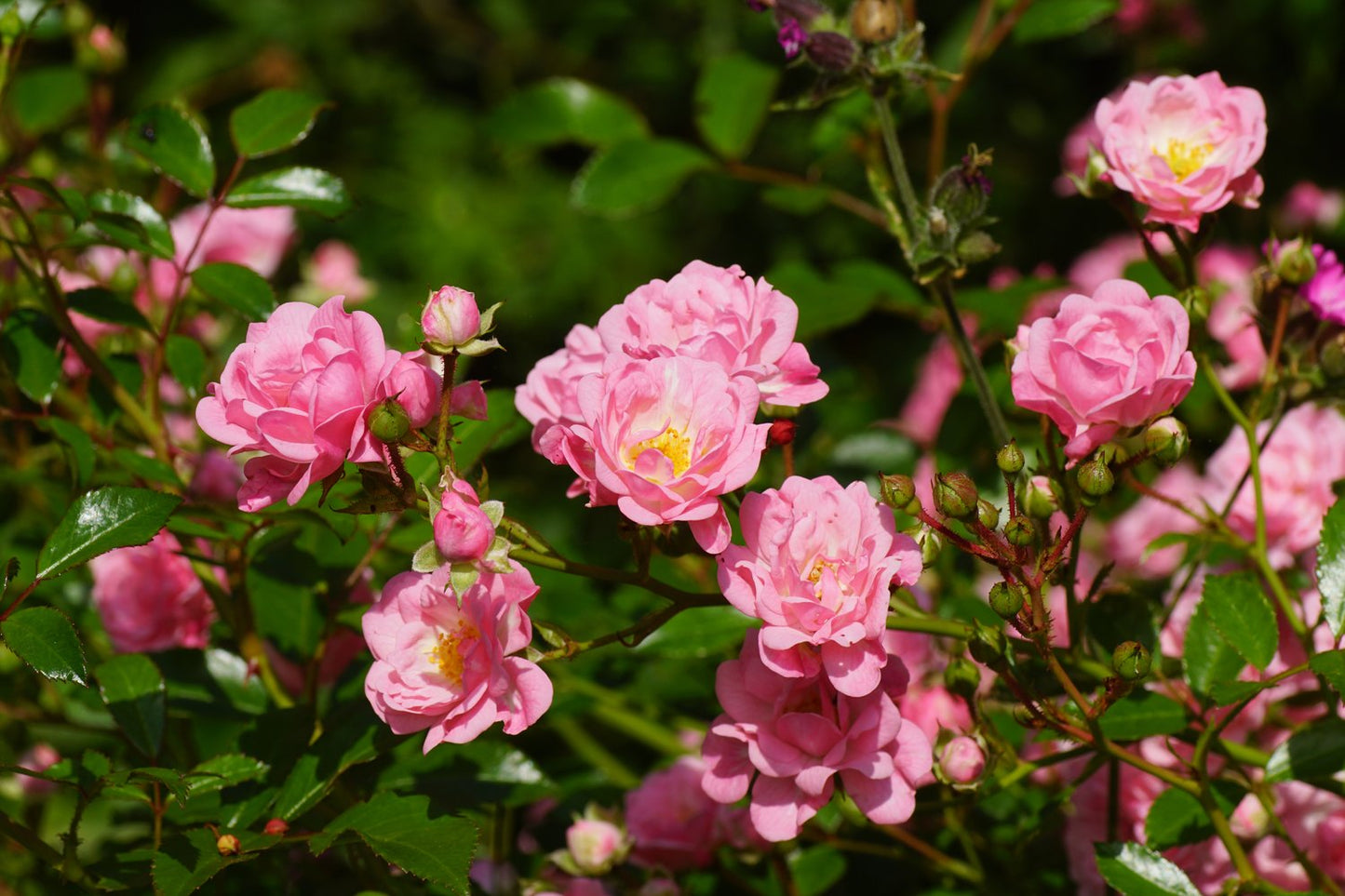 Rosa 'The Fairy'