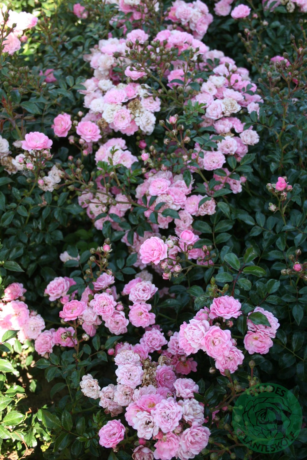 Rosa 'The Fairy'