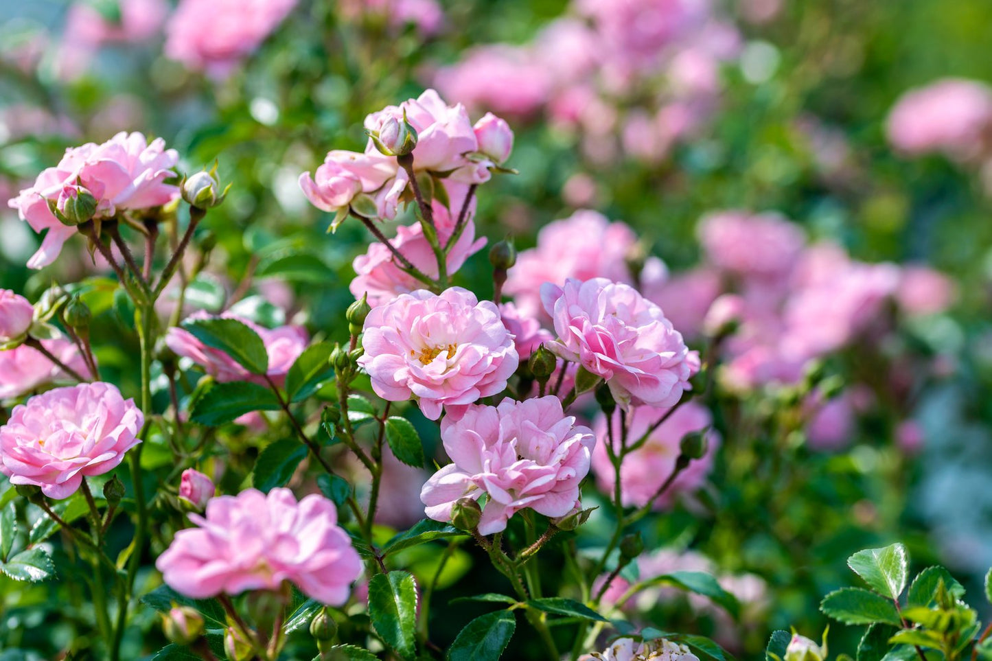 Rosa 'The Fairy'
