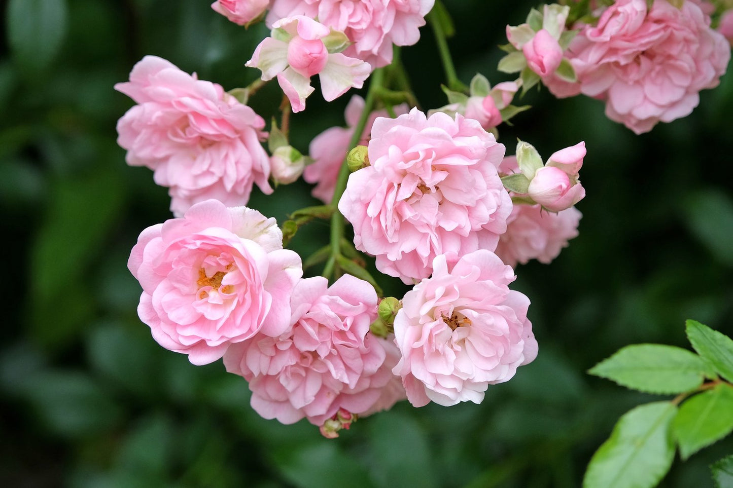 Rosa 'The Fairy'