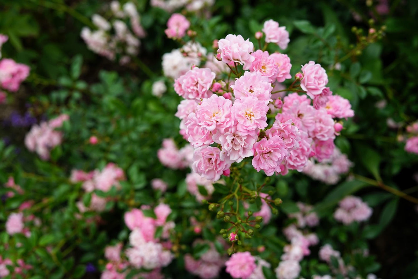Rosa 'The Fairy'