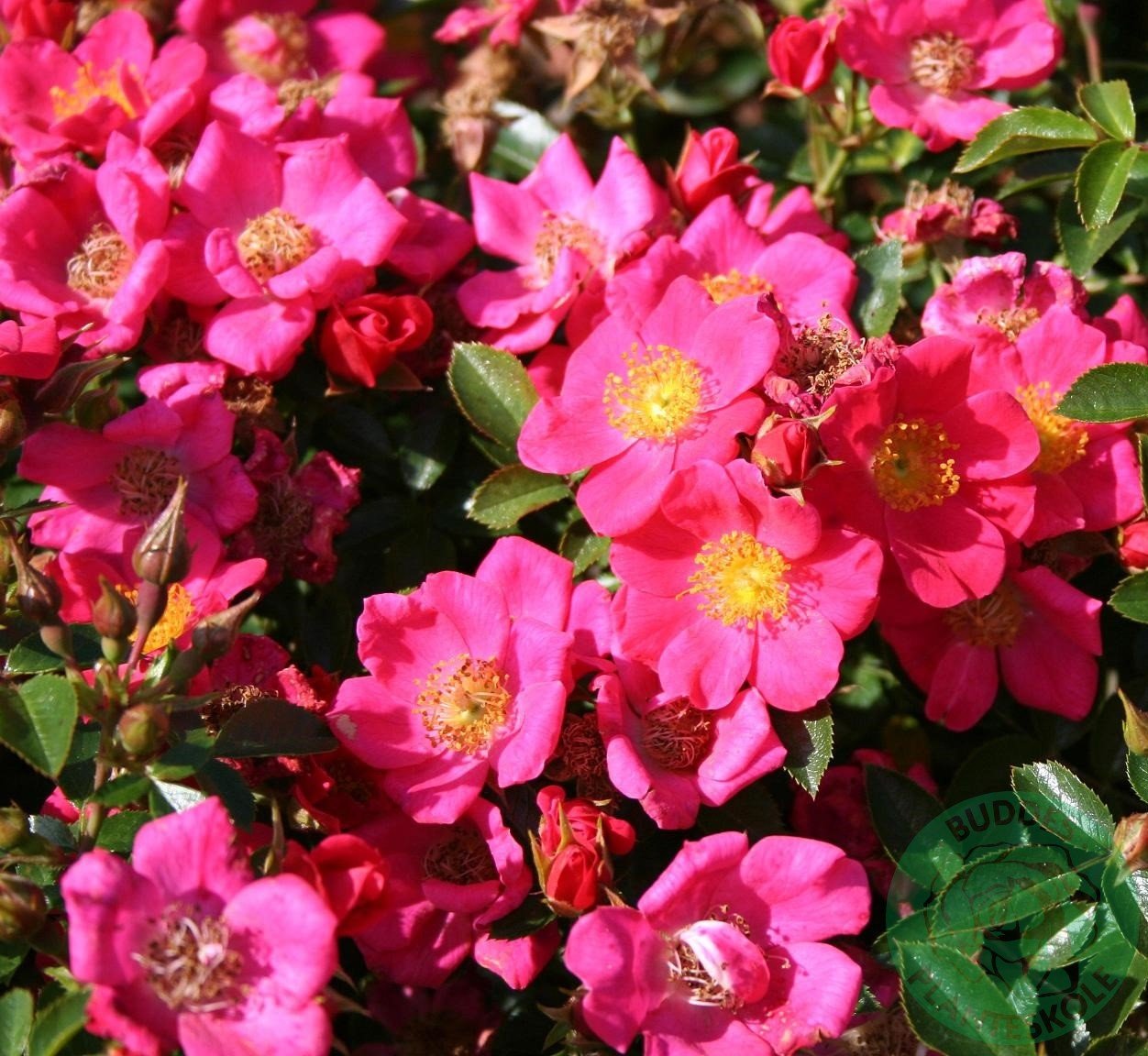 Rosa Tommelise
