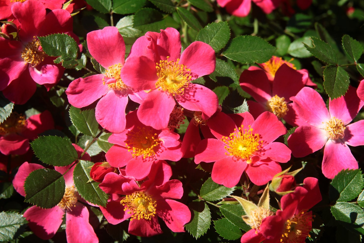 Rosa Tommelise