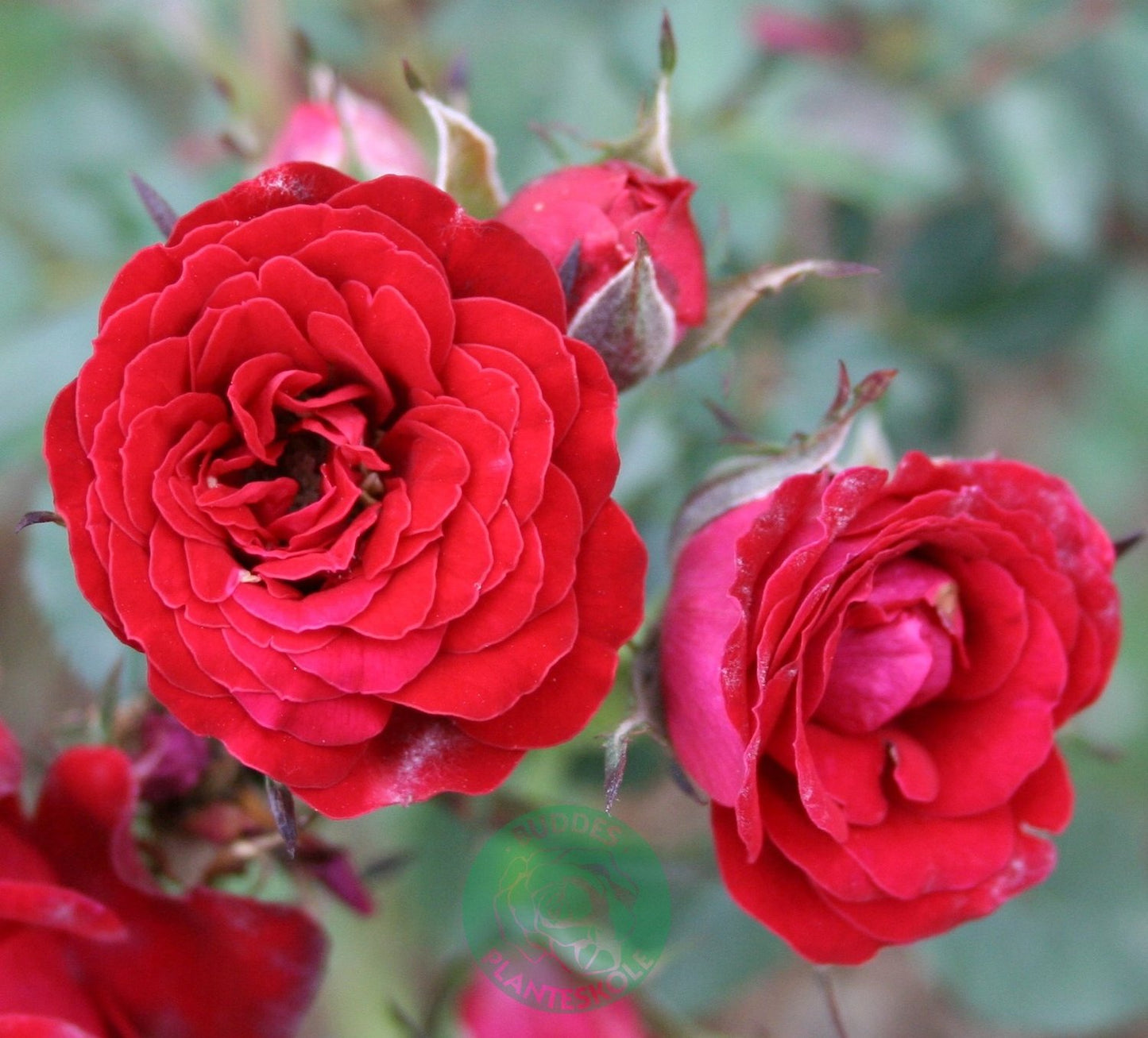 Rosa Velvet Cover