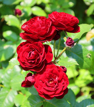 Rosa Velvet Cover