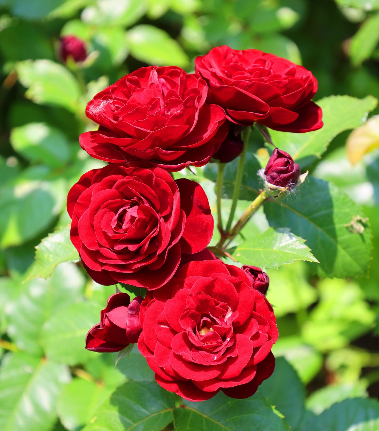 Rosa Velvet Cover