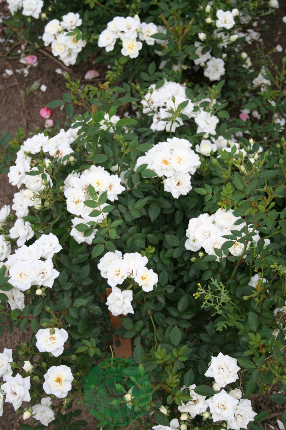 Rosa White Cover