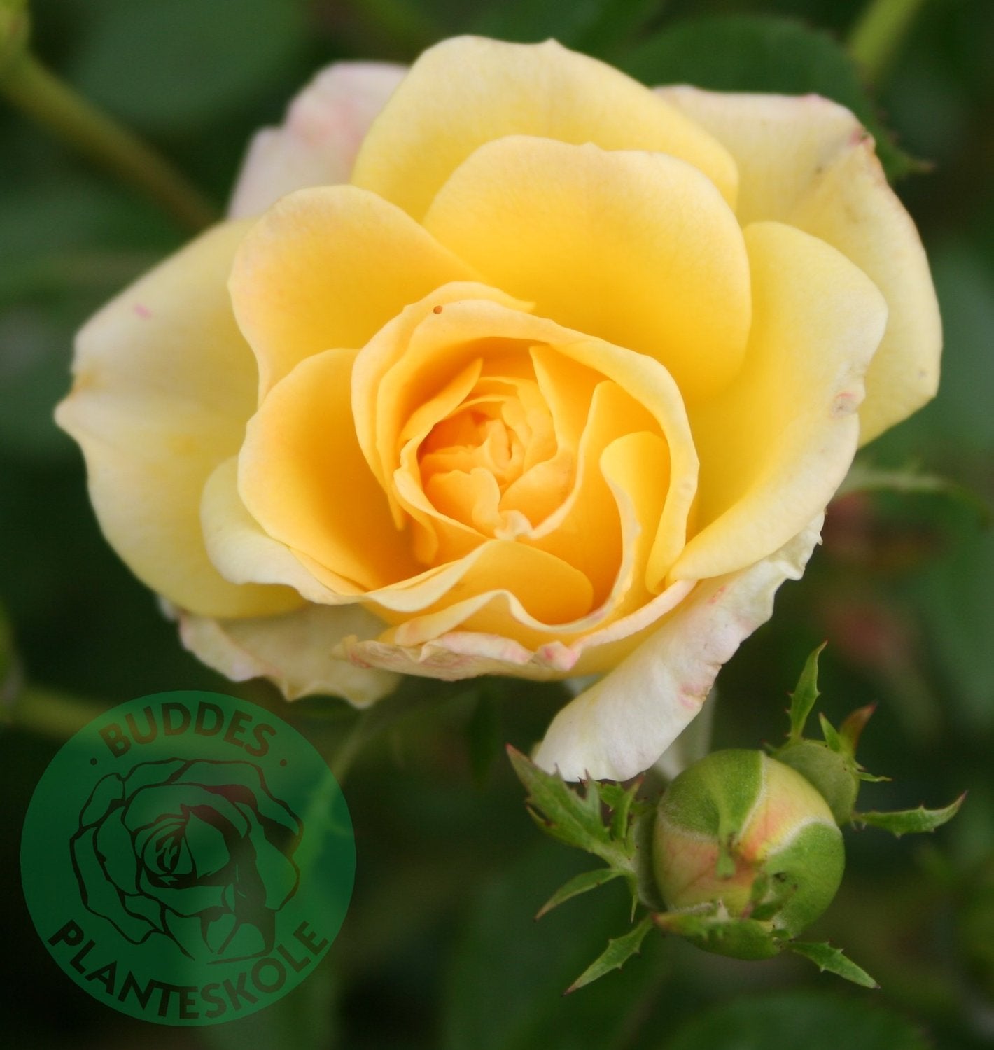 Rosa Yellow Fairy