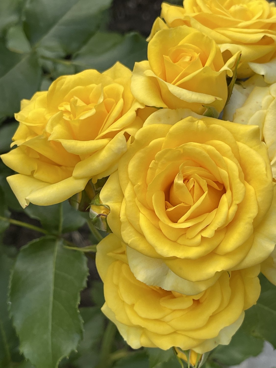 Rosa Yellow Fairy