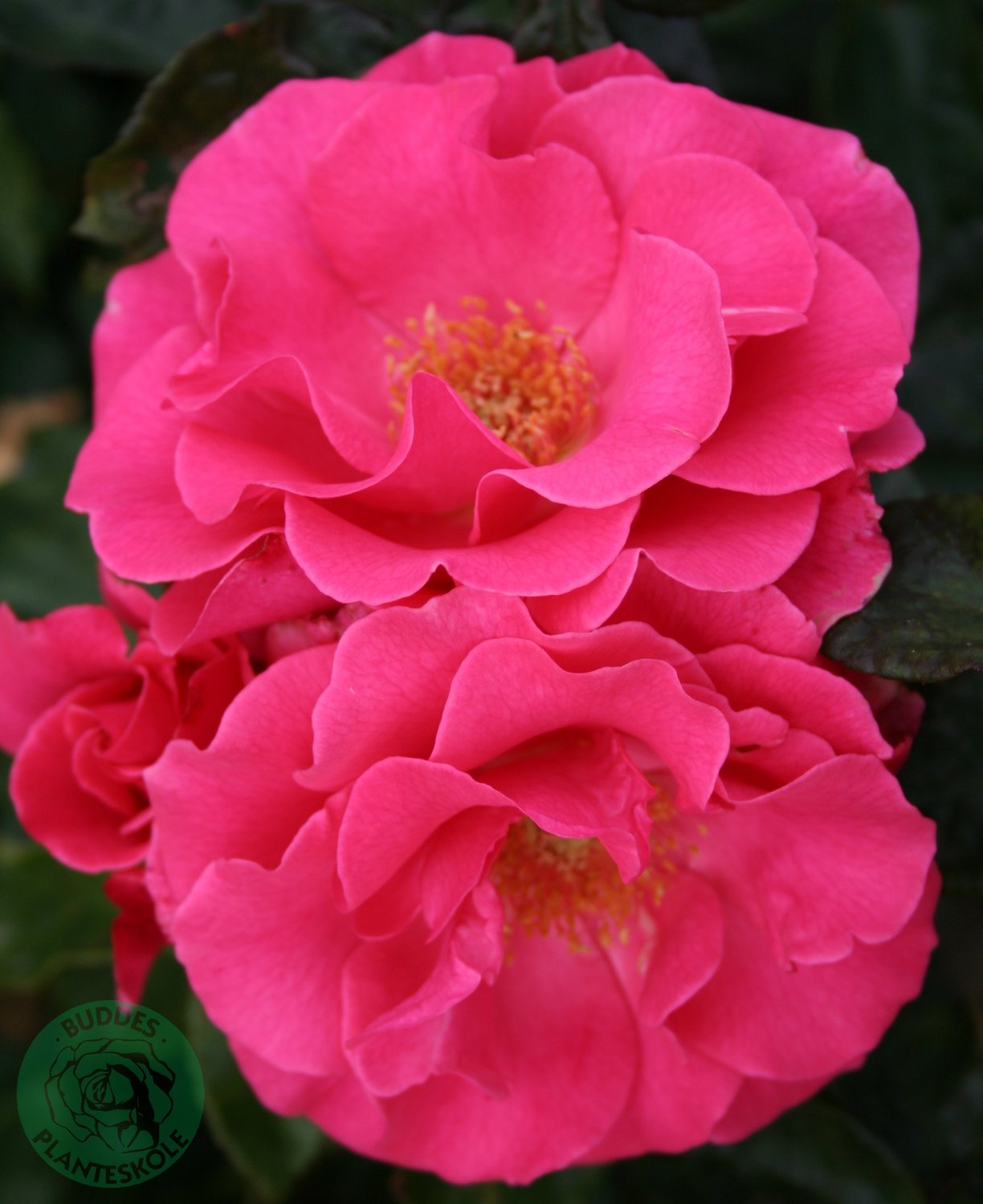 Rosa Romanze