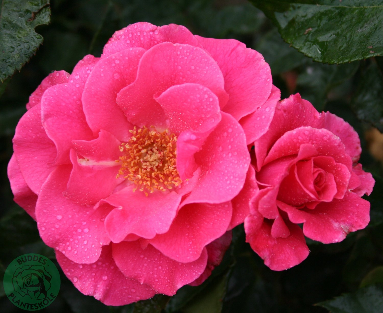 Rosa Romanze