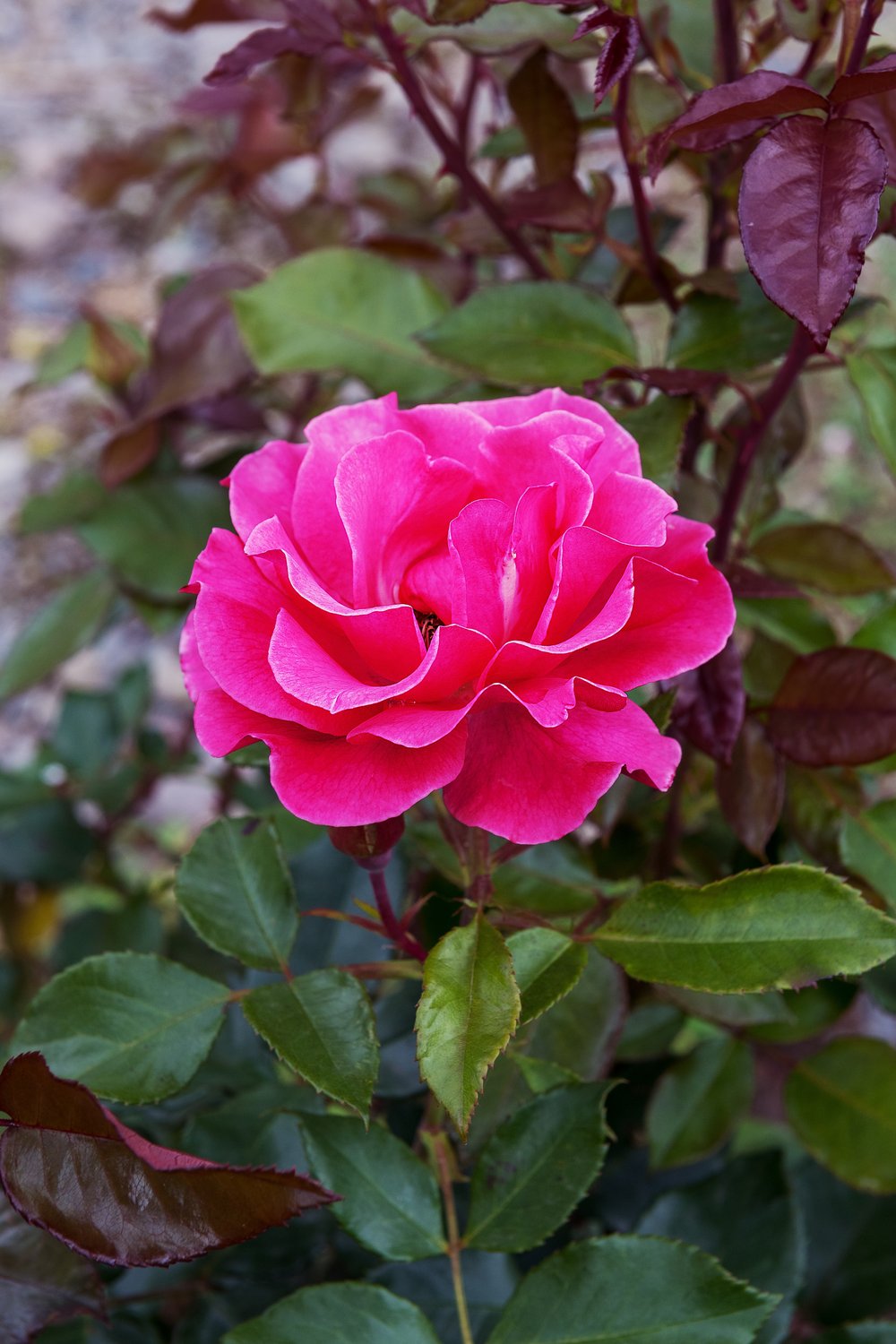 Rosa Romanze