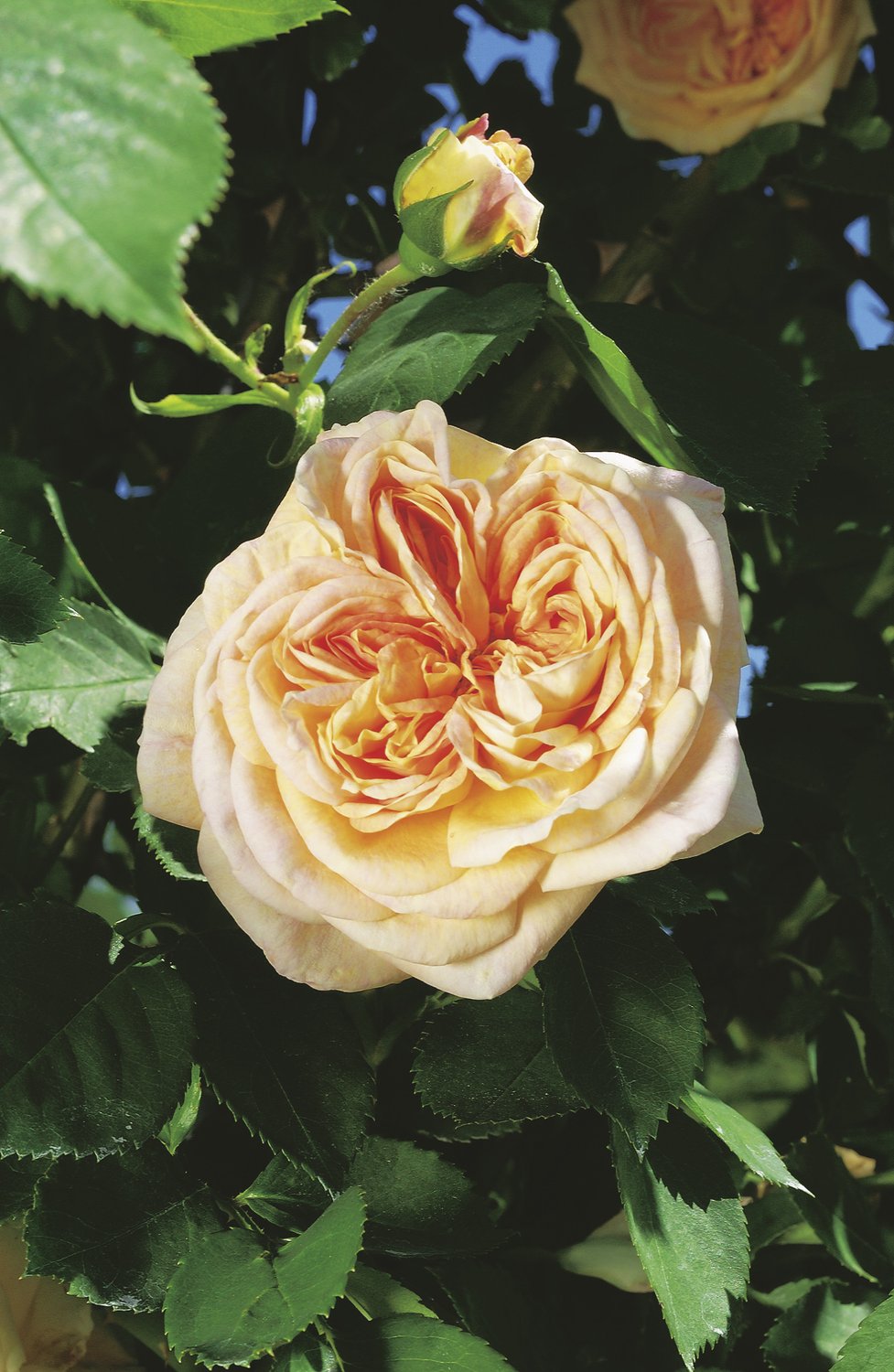 Rosa 'Alchymist'