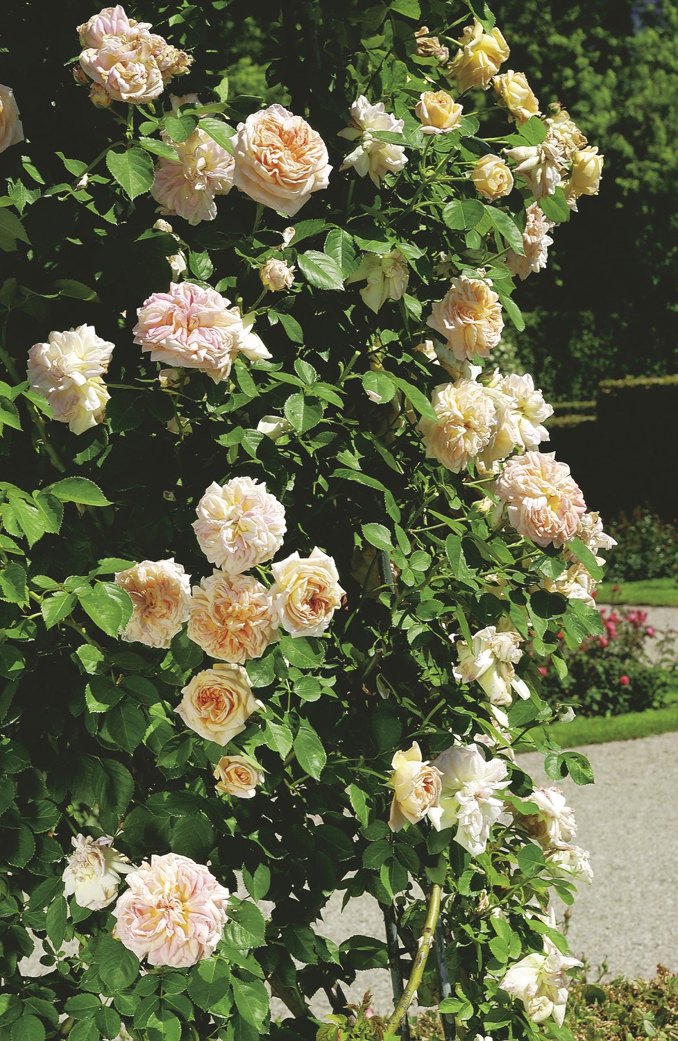 Rosa 'Alchymist'