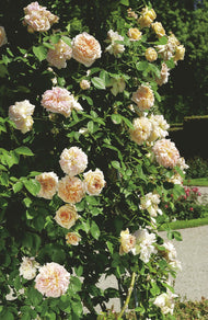 Rosa 'Alchymist'