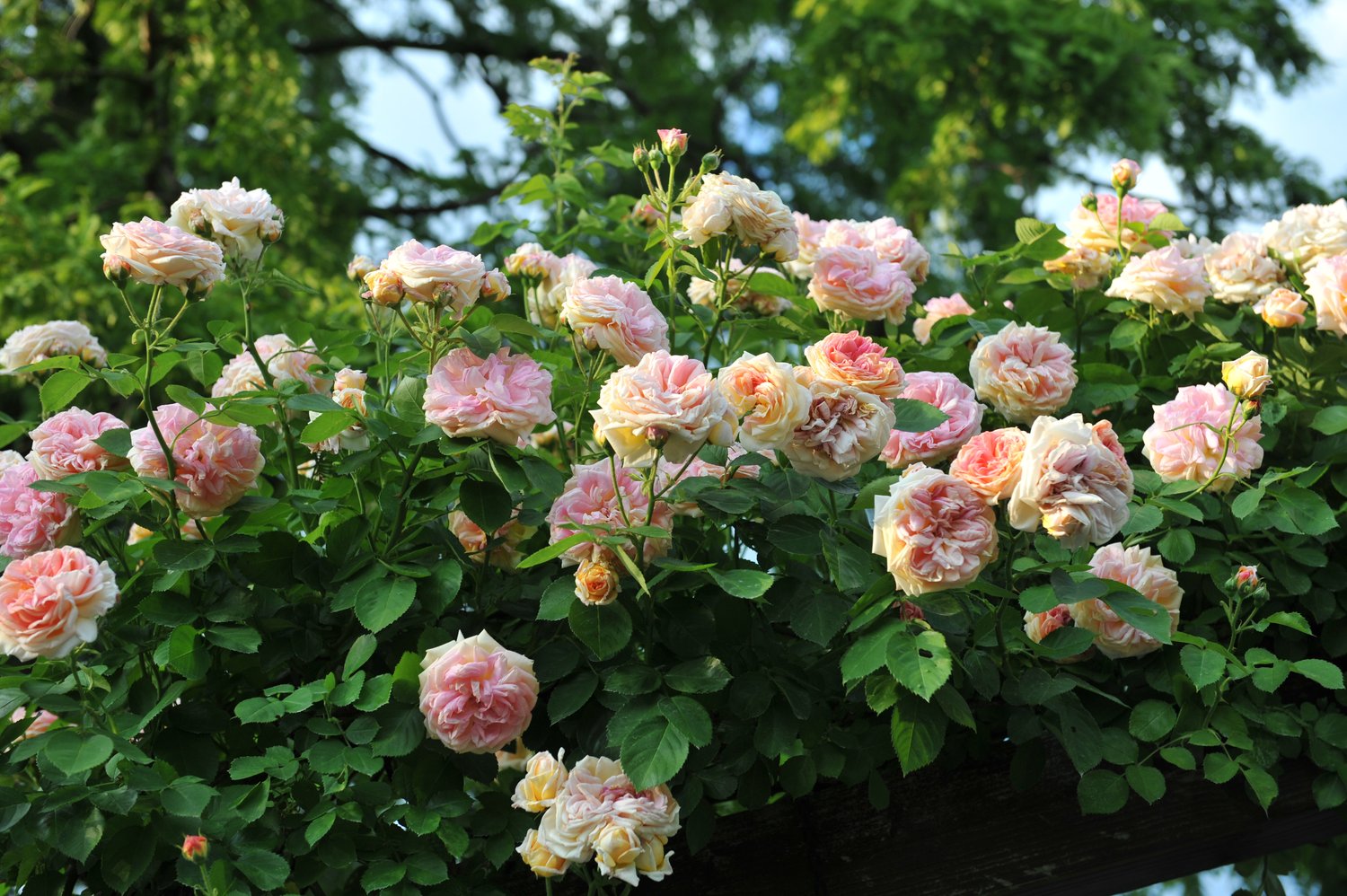 Rosa 'Alchymist'