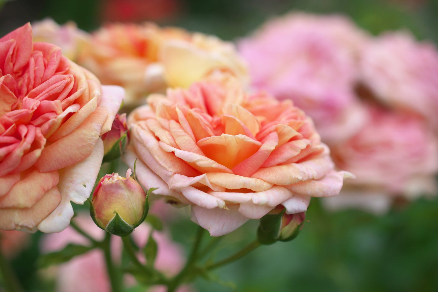Rosa 'Alchymist'