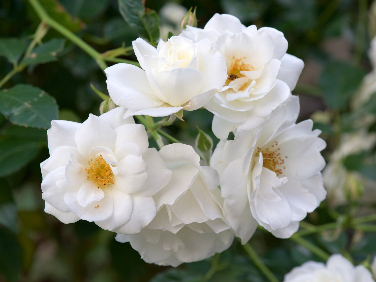 Rosa 'Climbing Iceberg' ('Climbing Schneewittchen')