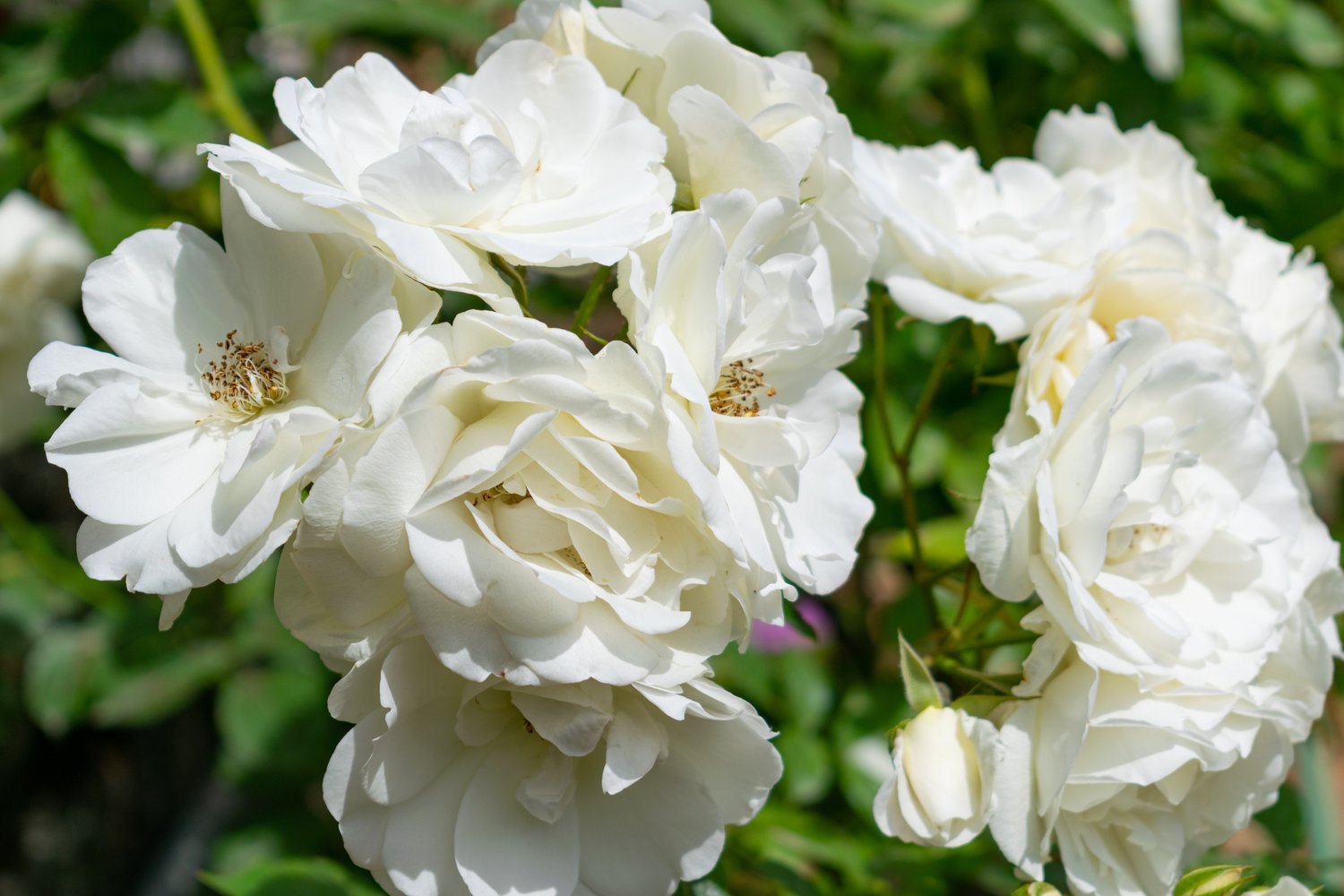 Rosa 'Climbing Iceberg' ('Climbing Schneewittchen')
