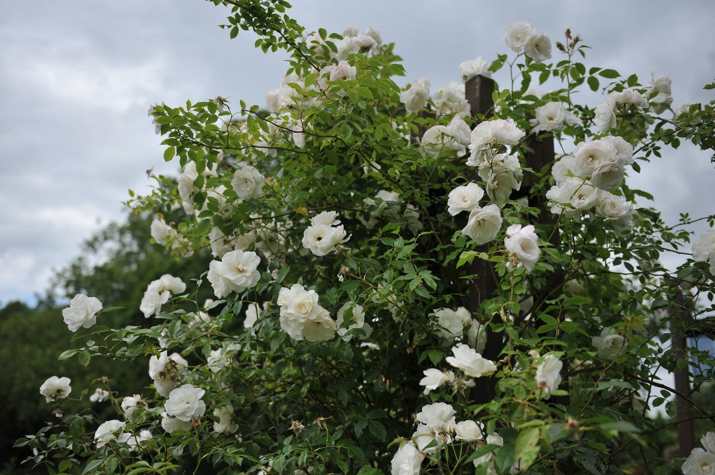 Rosa 'Climbing Iceberg' ('Climbing Schneewittchen')