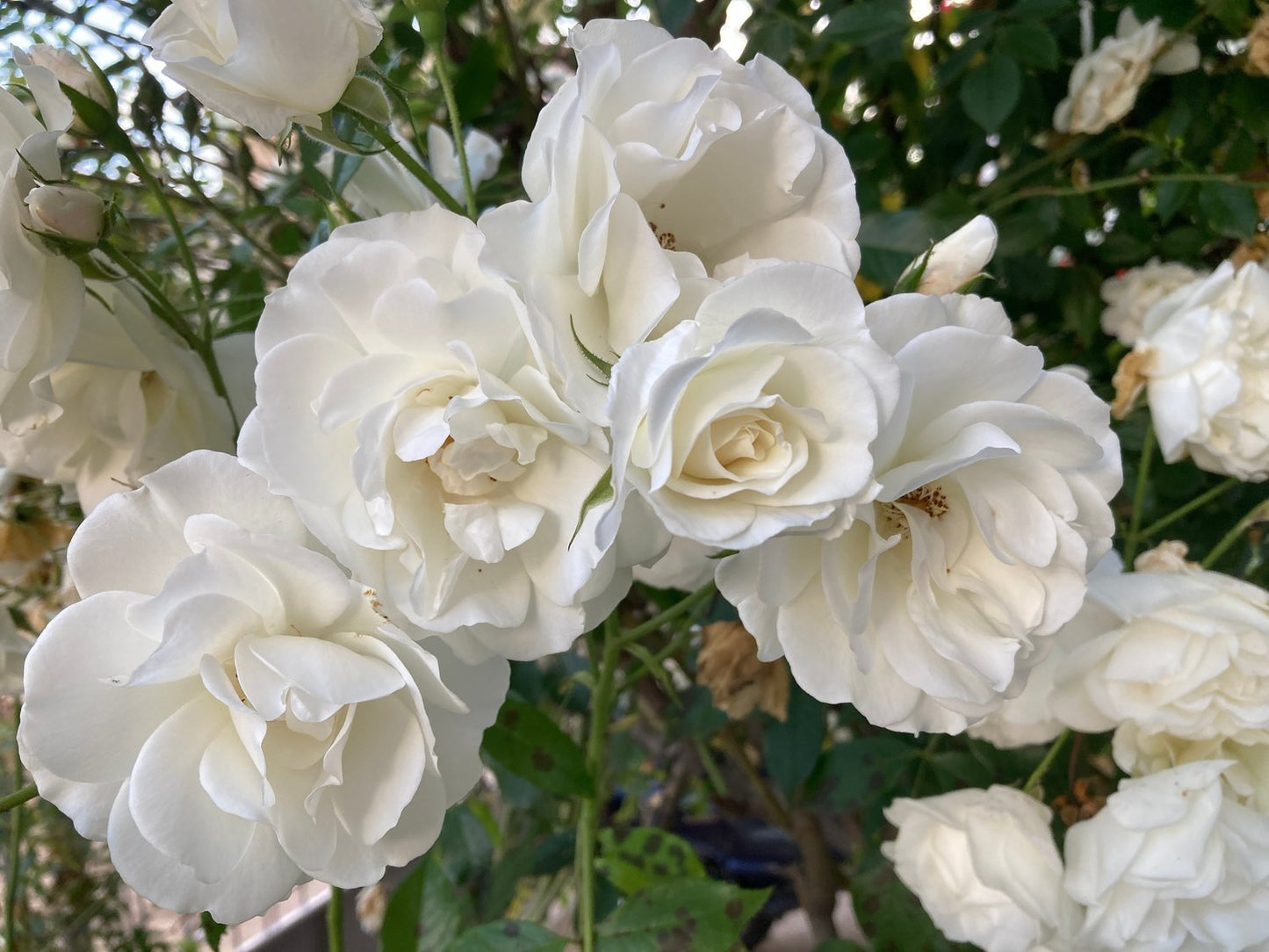 Rosa 'Climbing Iceberg' ('Climbing Schneewittchen')