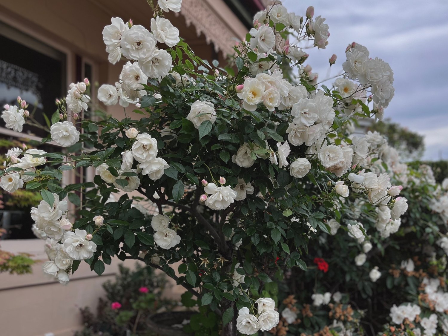 Rosa 'Climbing Iceberg' ('Climbing Schneewittchen')