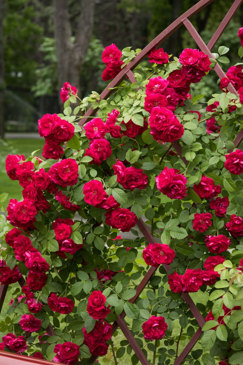 Rosa Flammentanz