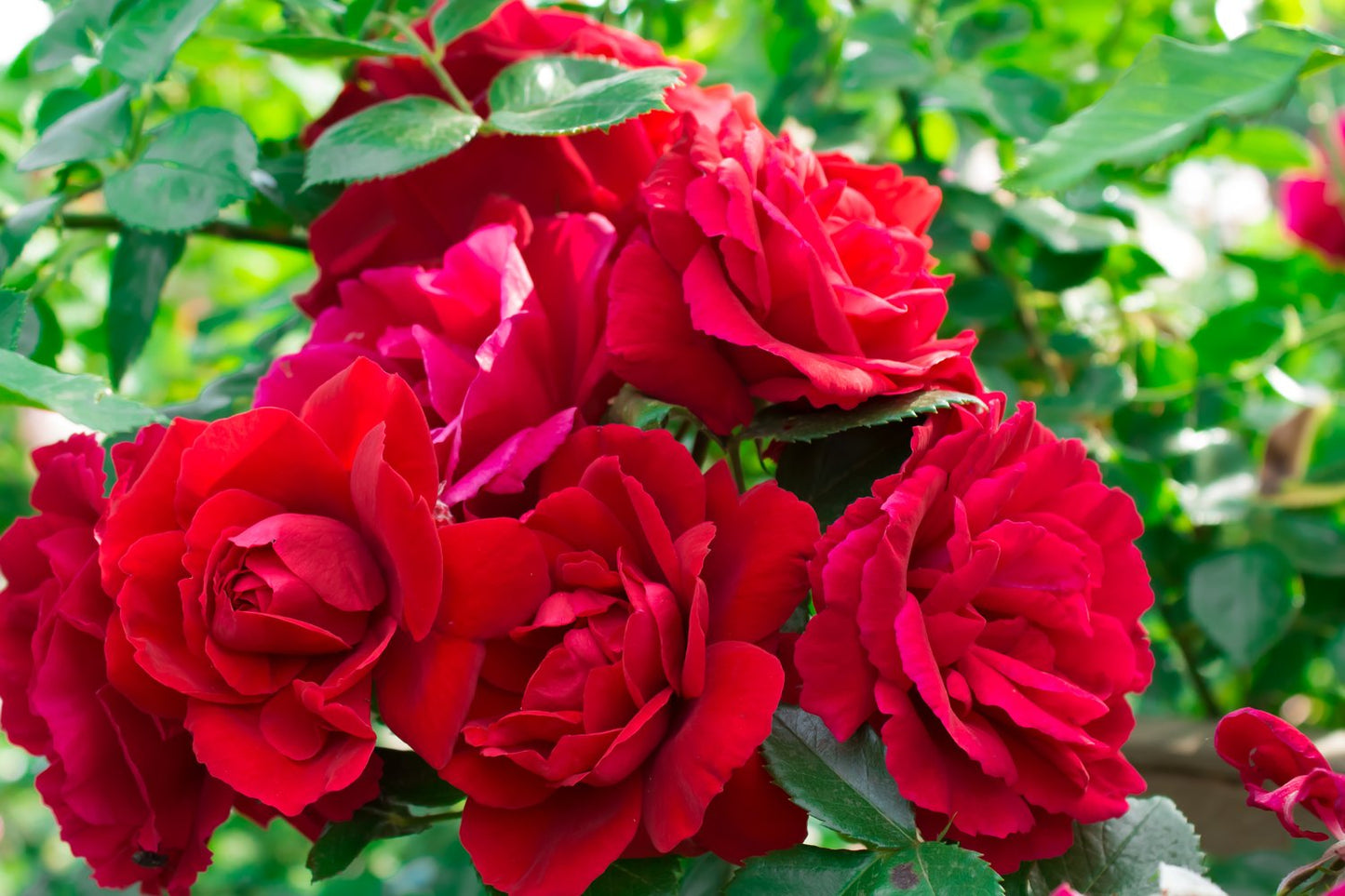 Rosa Flammentanz