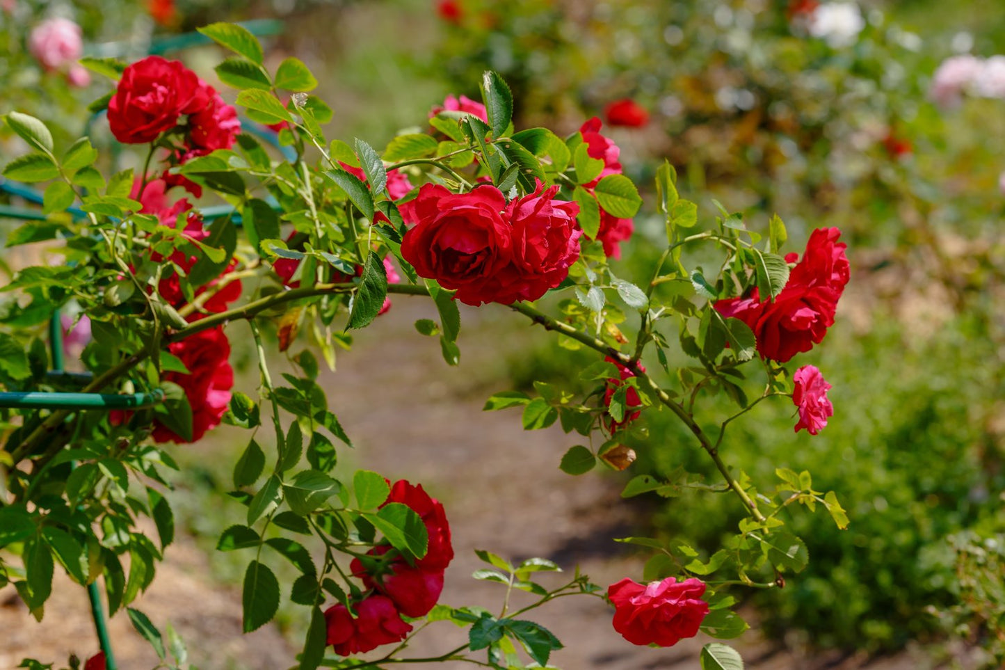 Rosa Flammentanz