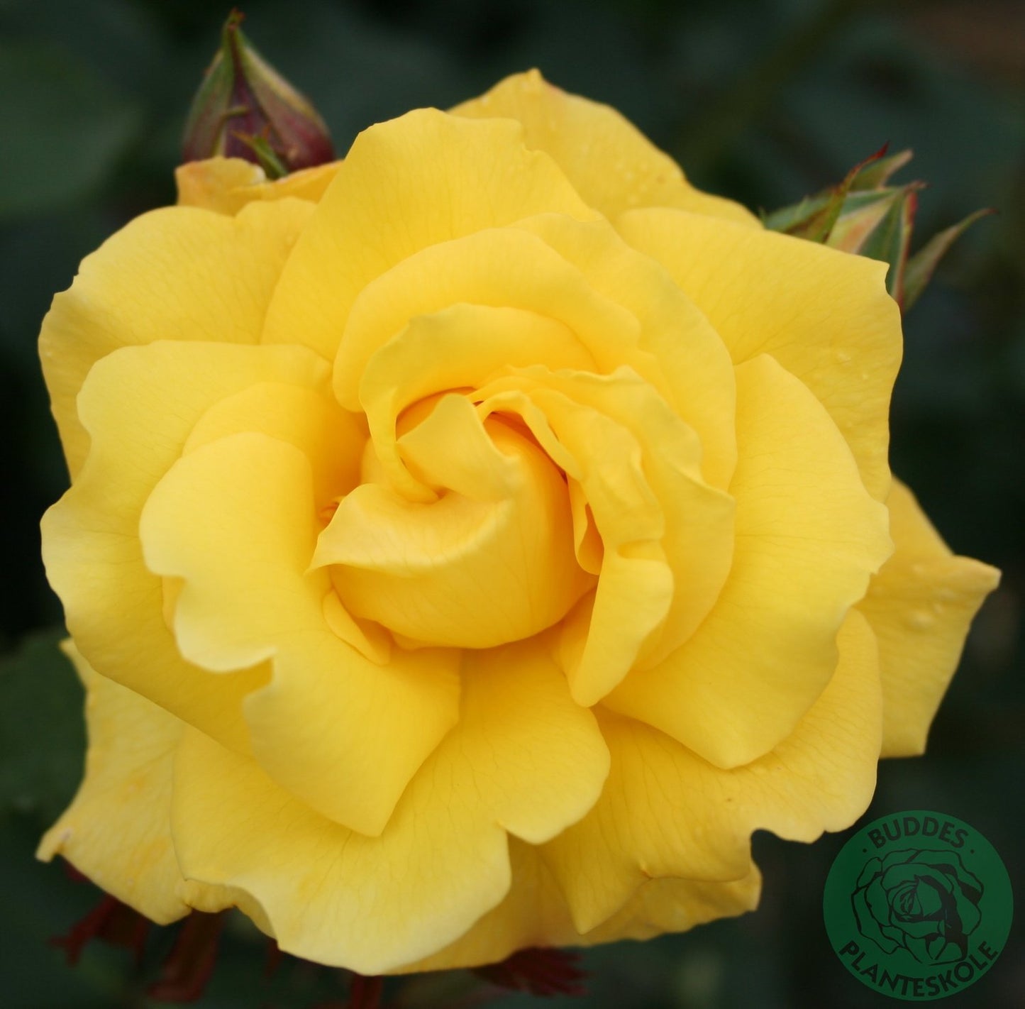 Rosa Goldstern