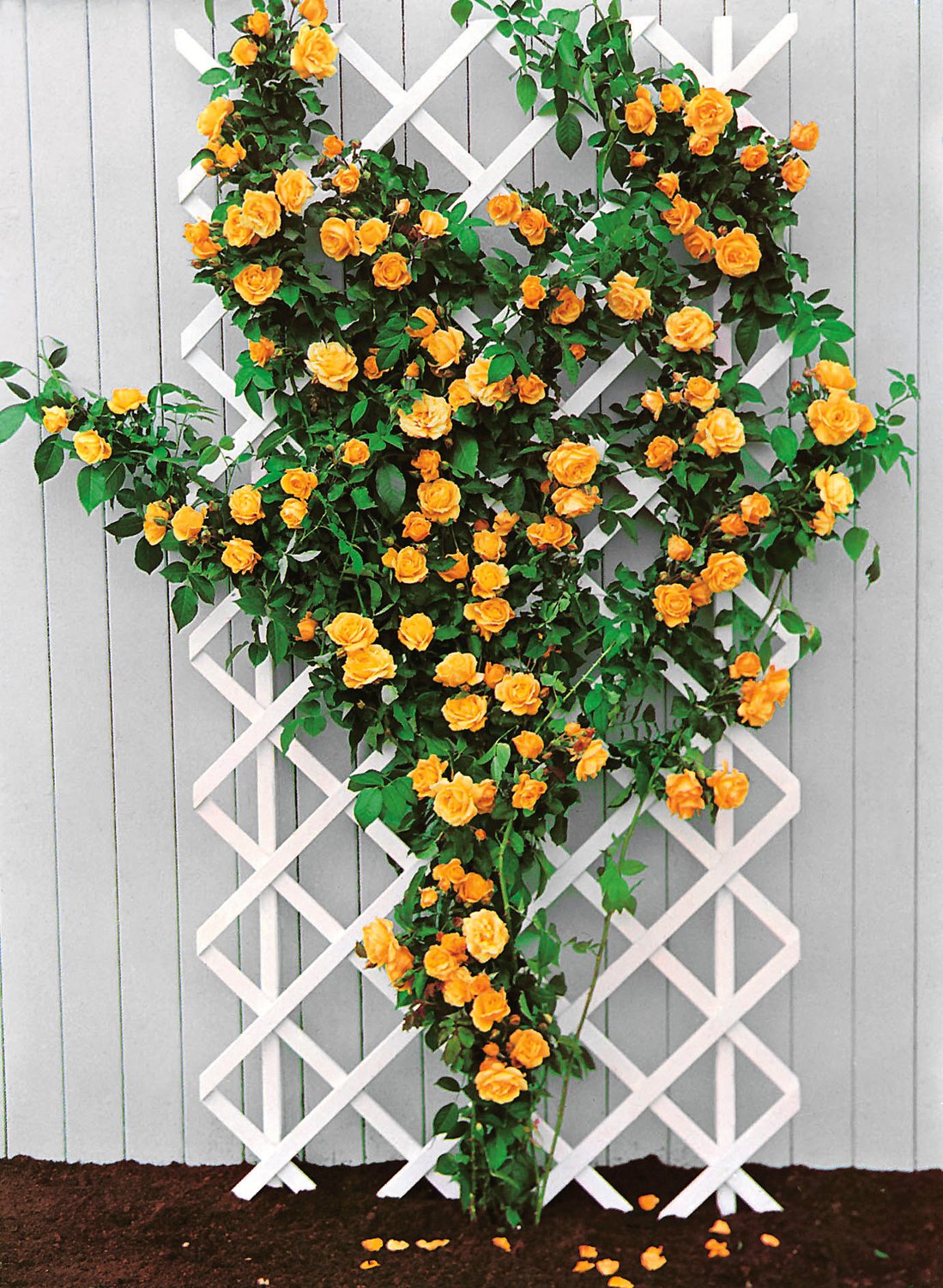 Rosa Goldstern