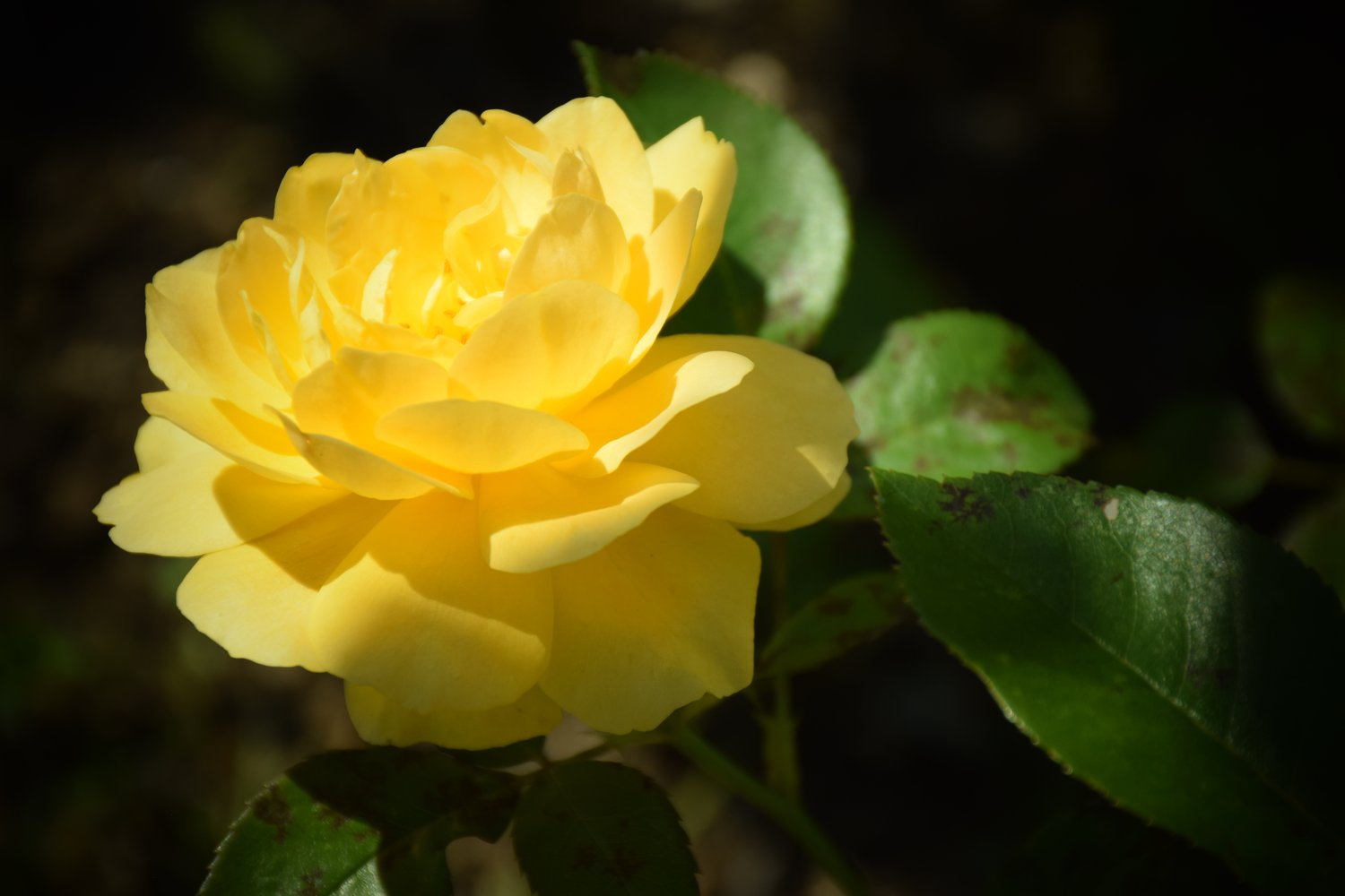 Rosa Goldstern