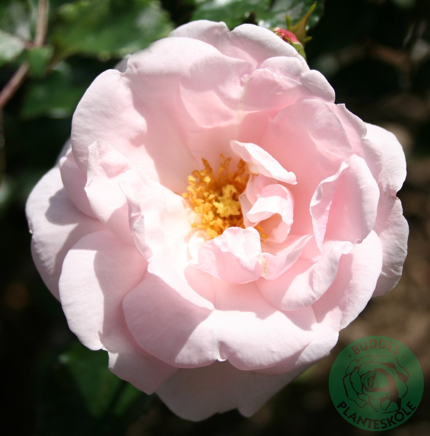 Rosa 'New Dawn'