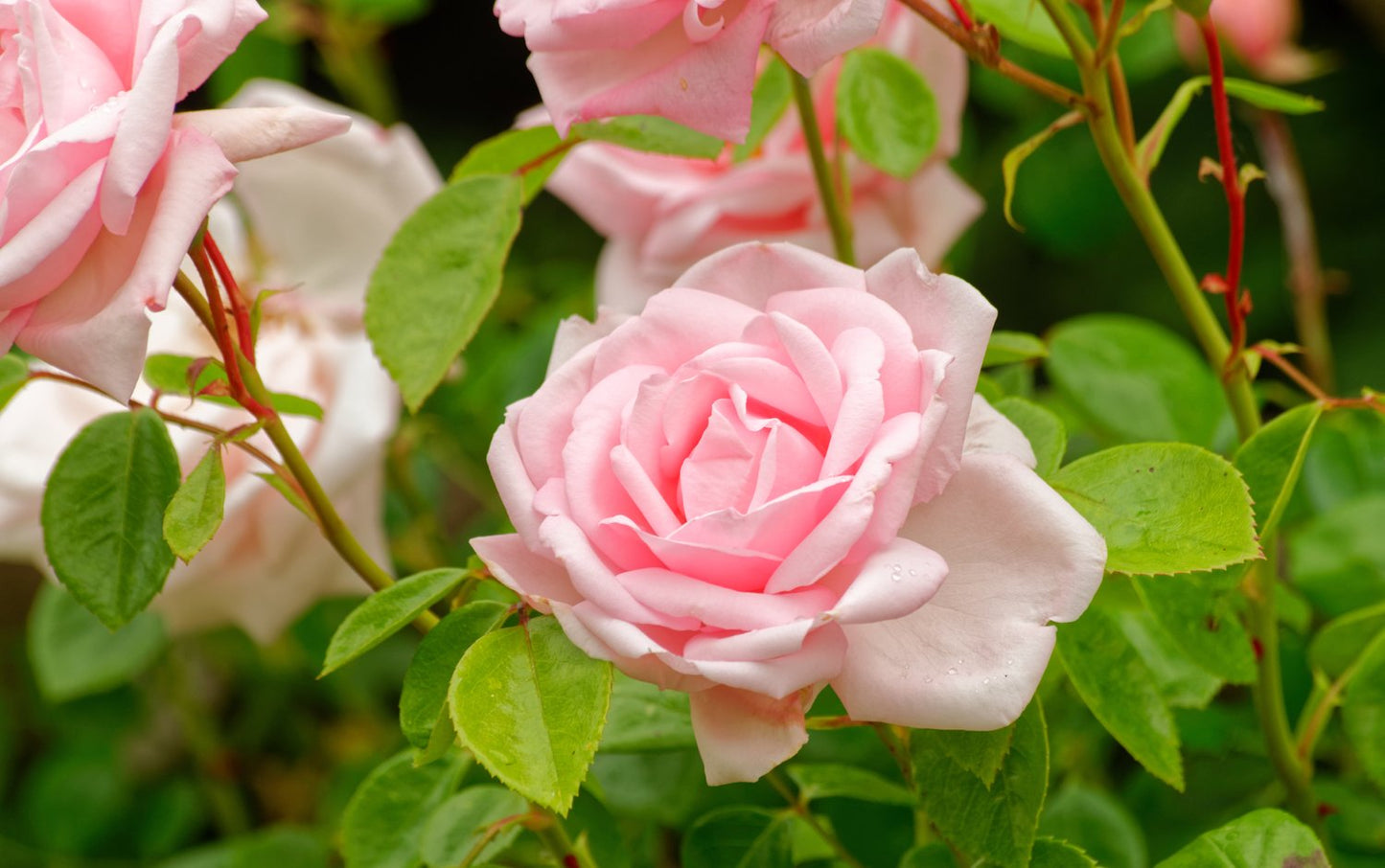 Rosa 'New Dawn'